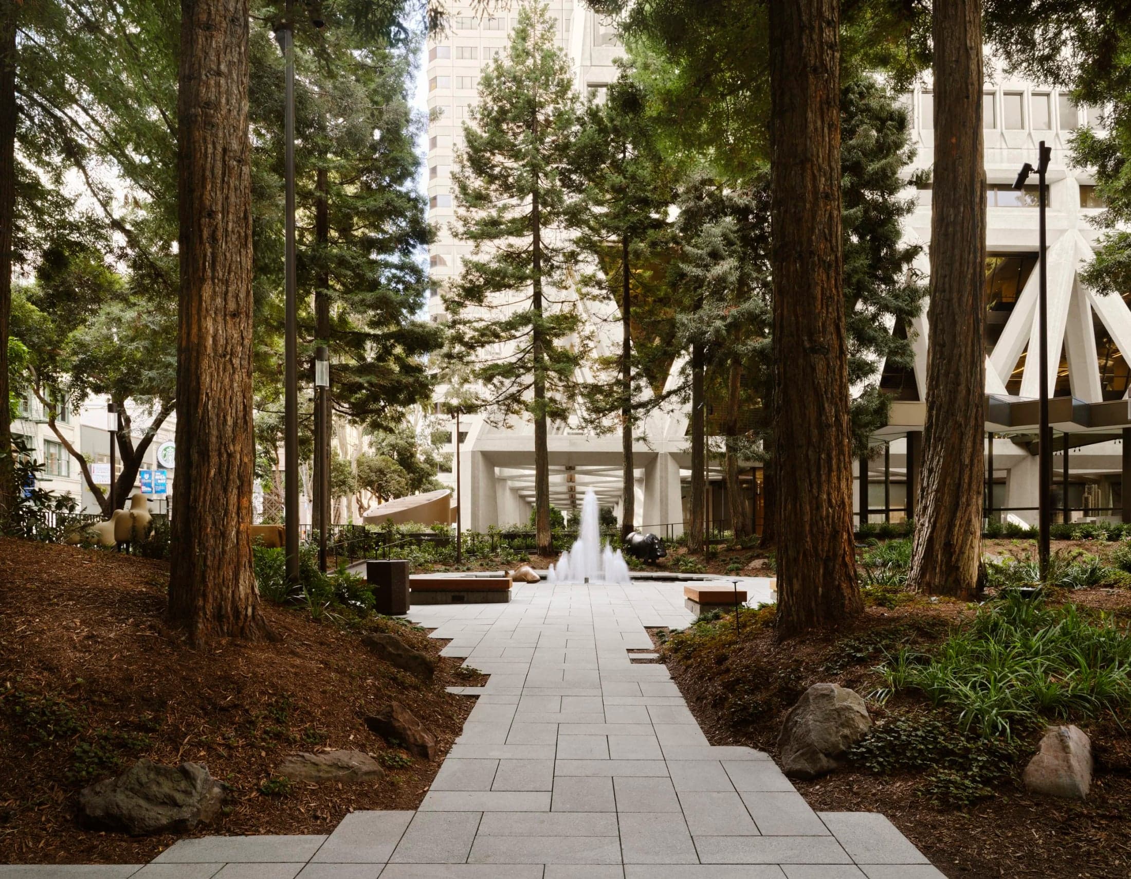 A paved path between redwood trees at Transamerica Redwood Park.